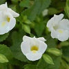 Torenia Summer Wave Series