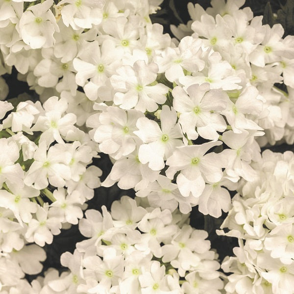 Verbena Superbena Series