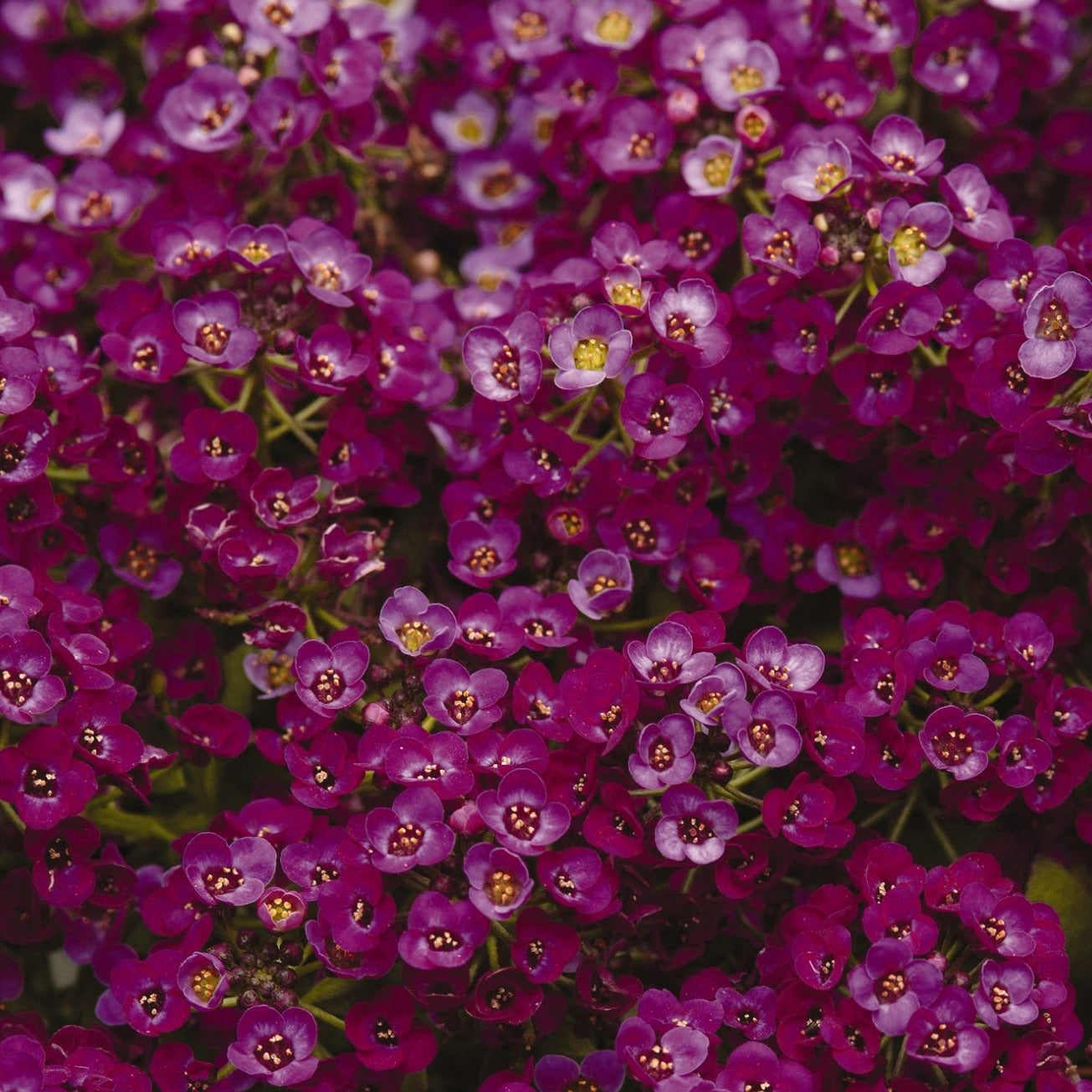 Alyssum