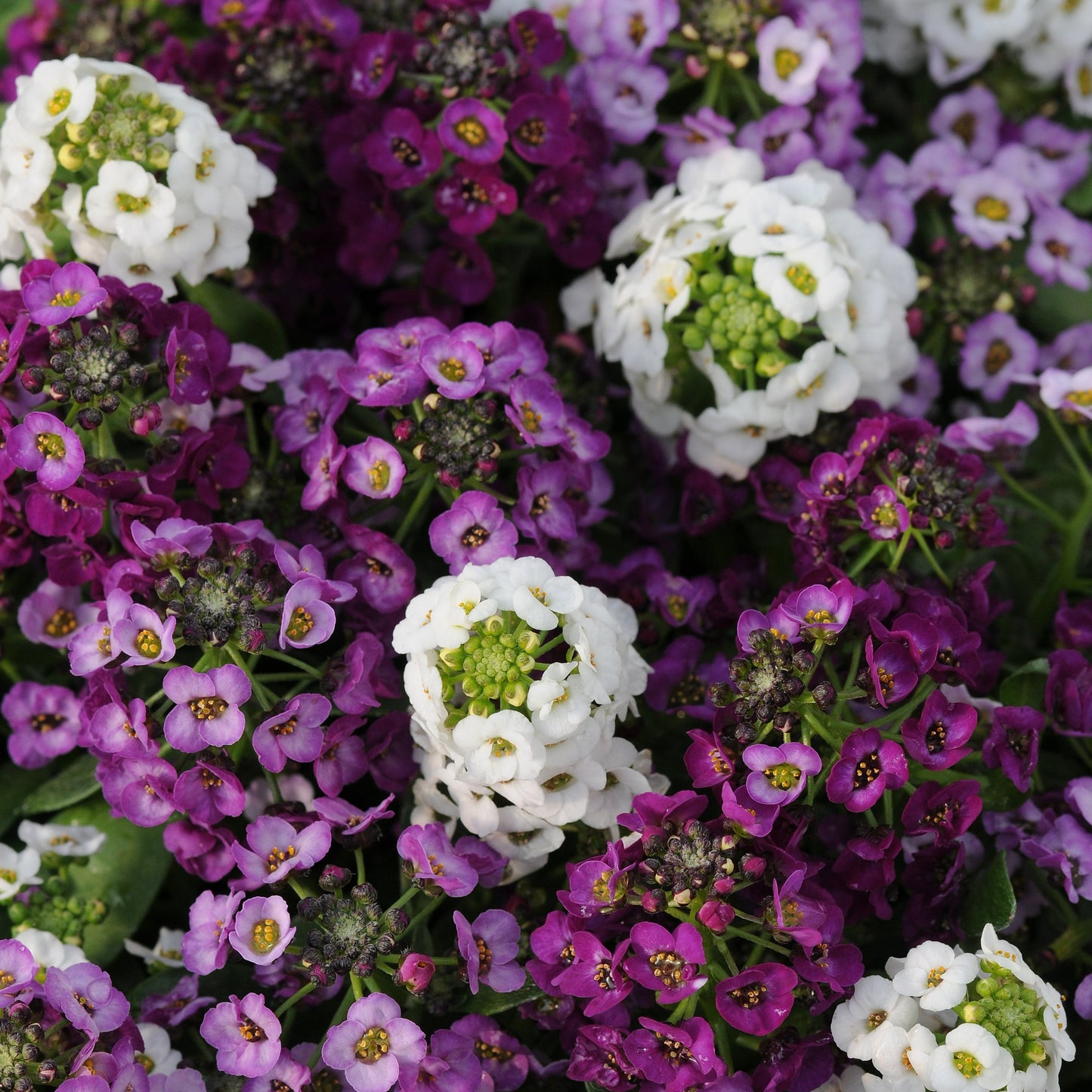 Alyssum