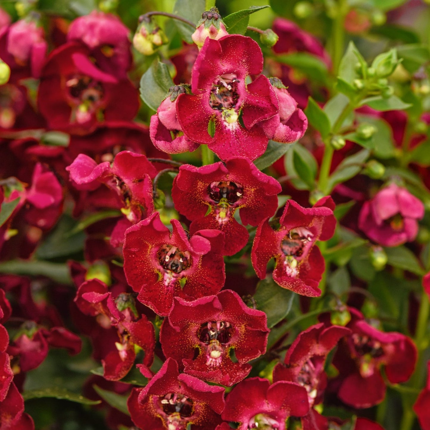 Angelonia Archangel Series