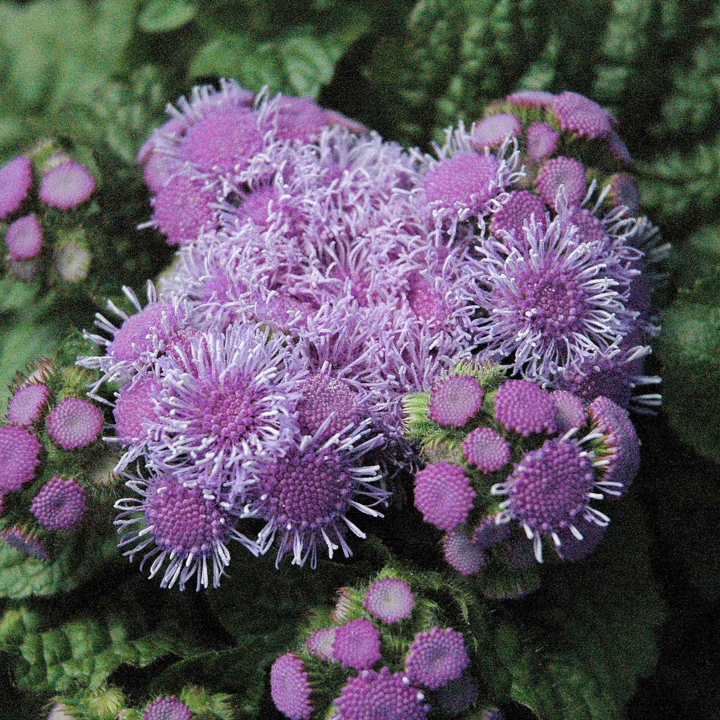 Ageratum Aloha Series