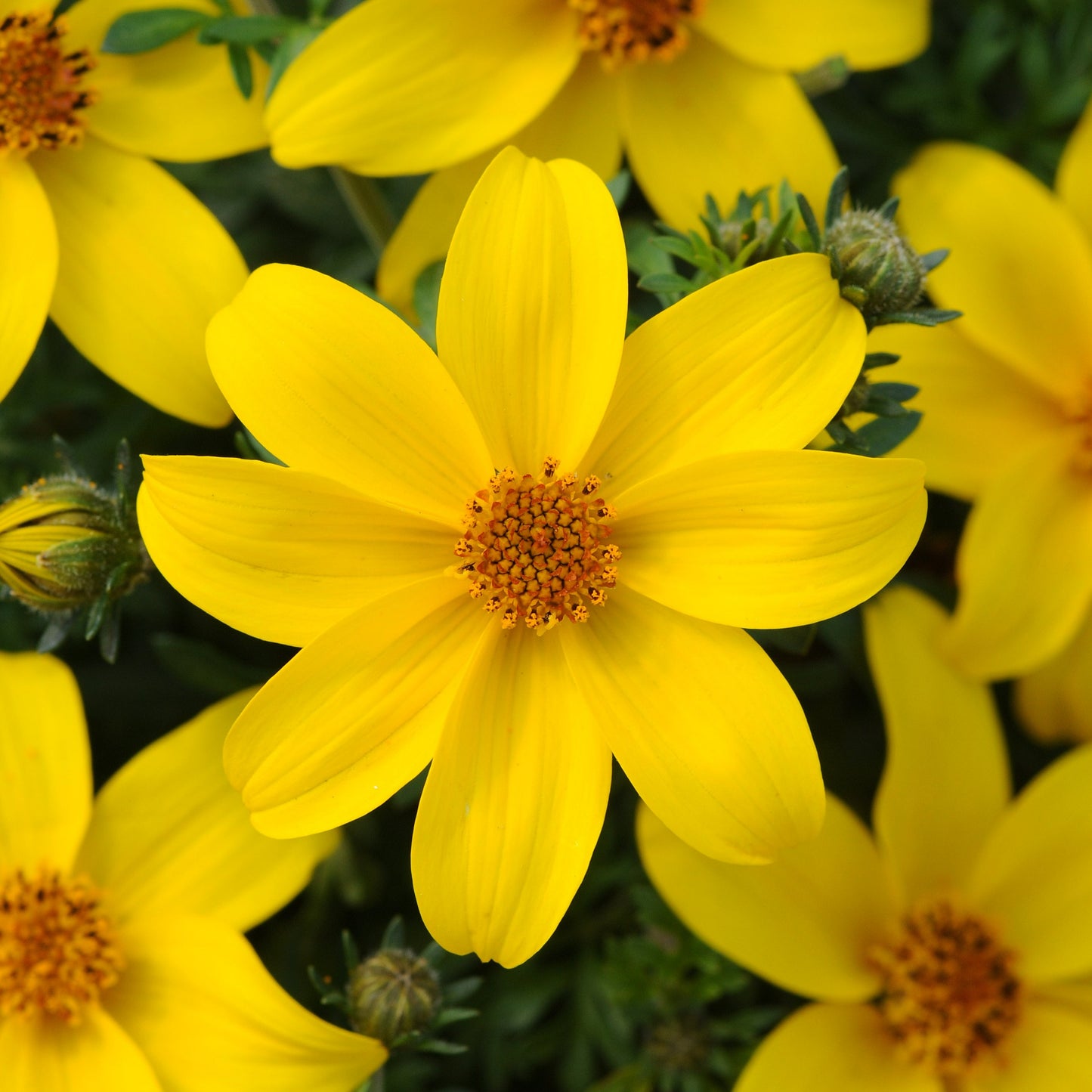 Bidens Sundrop Yellow