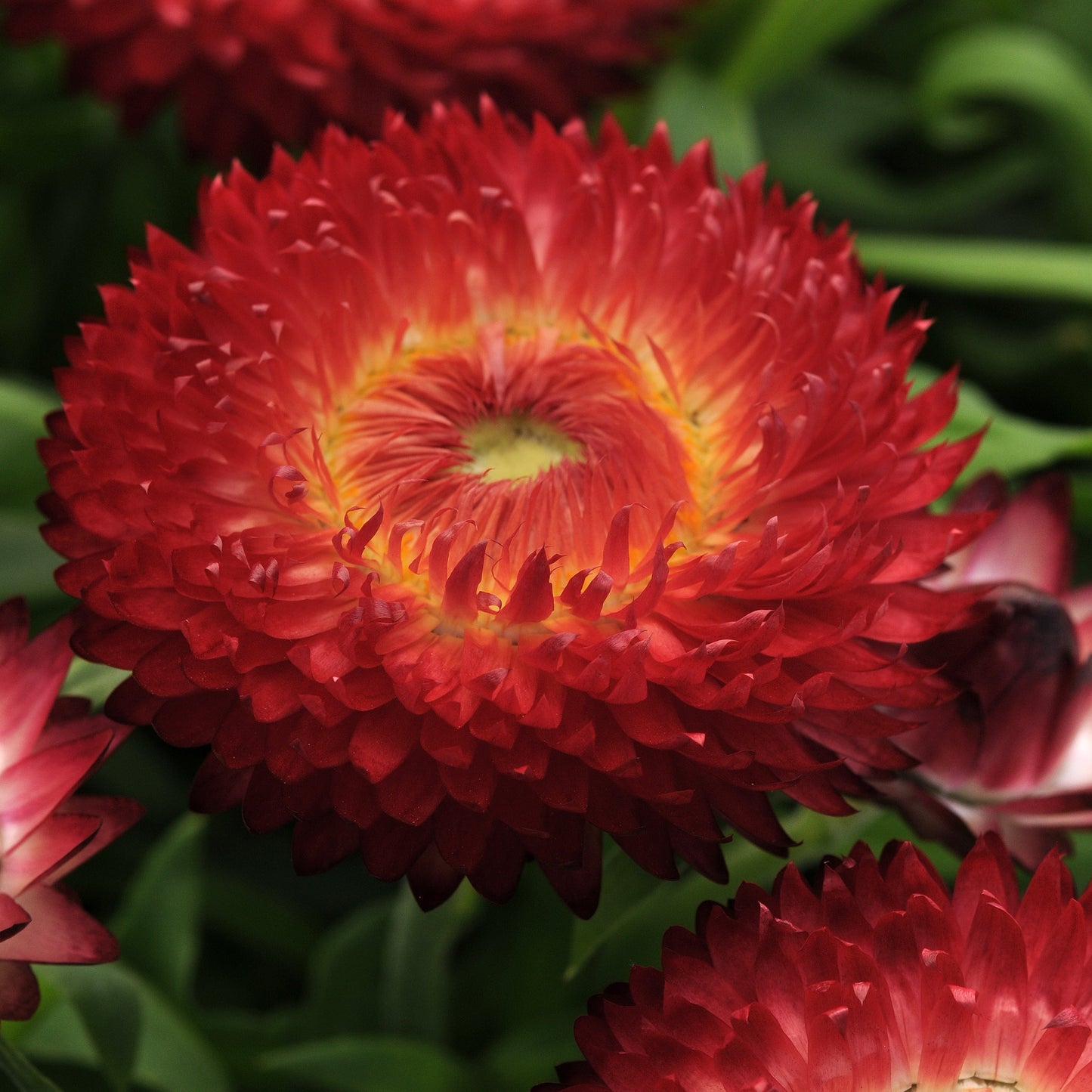 Bracteantha Dreamtime Series