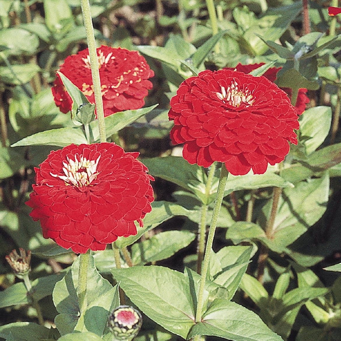 Zinnia Benary's Giant Series