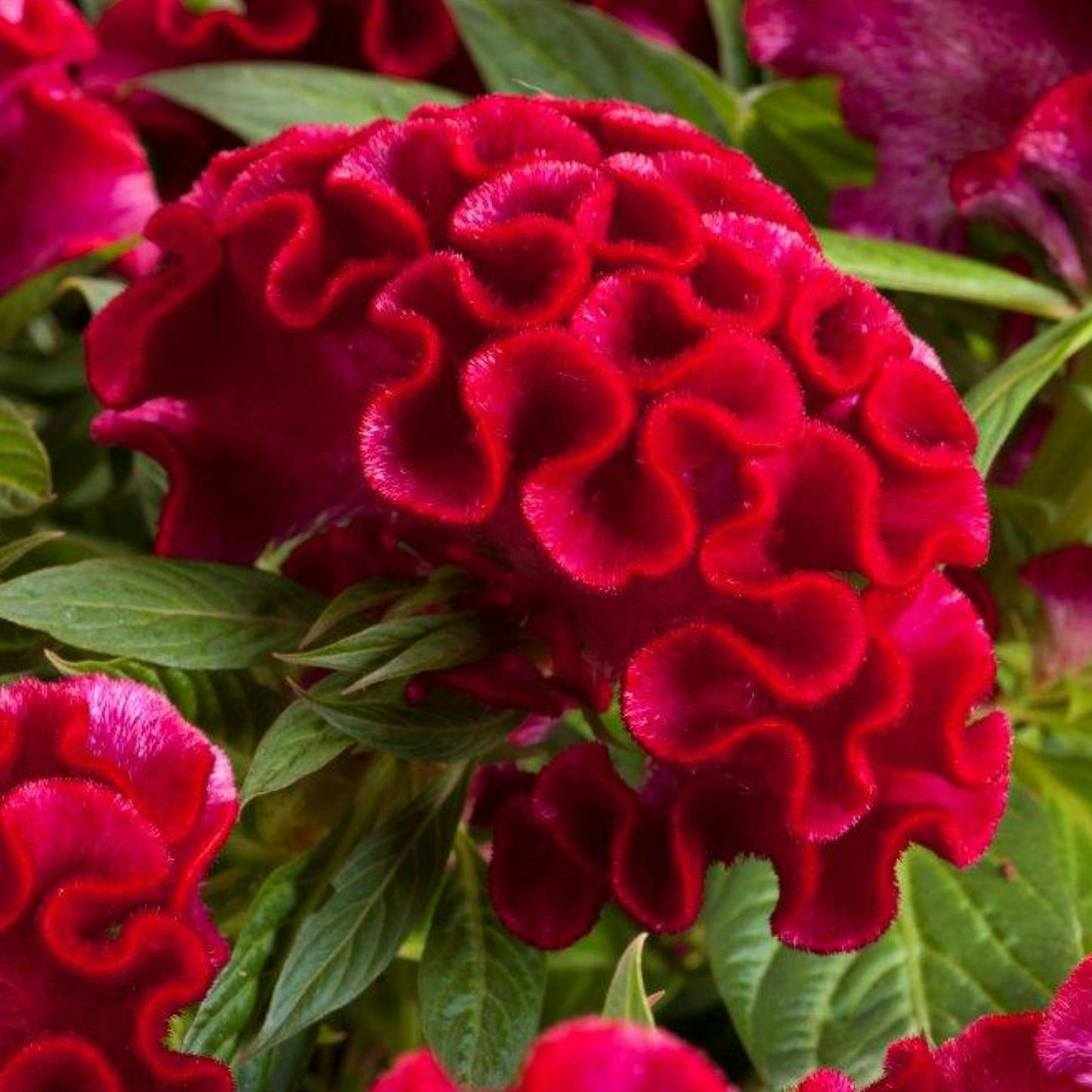 Celosia Twisted Series