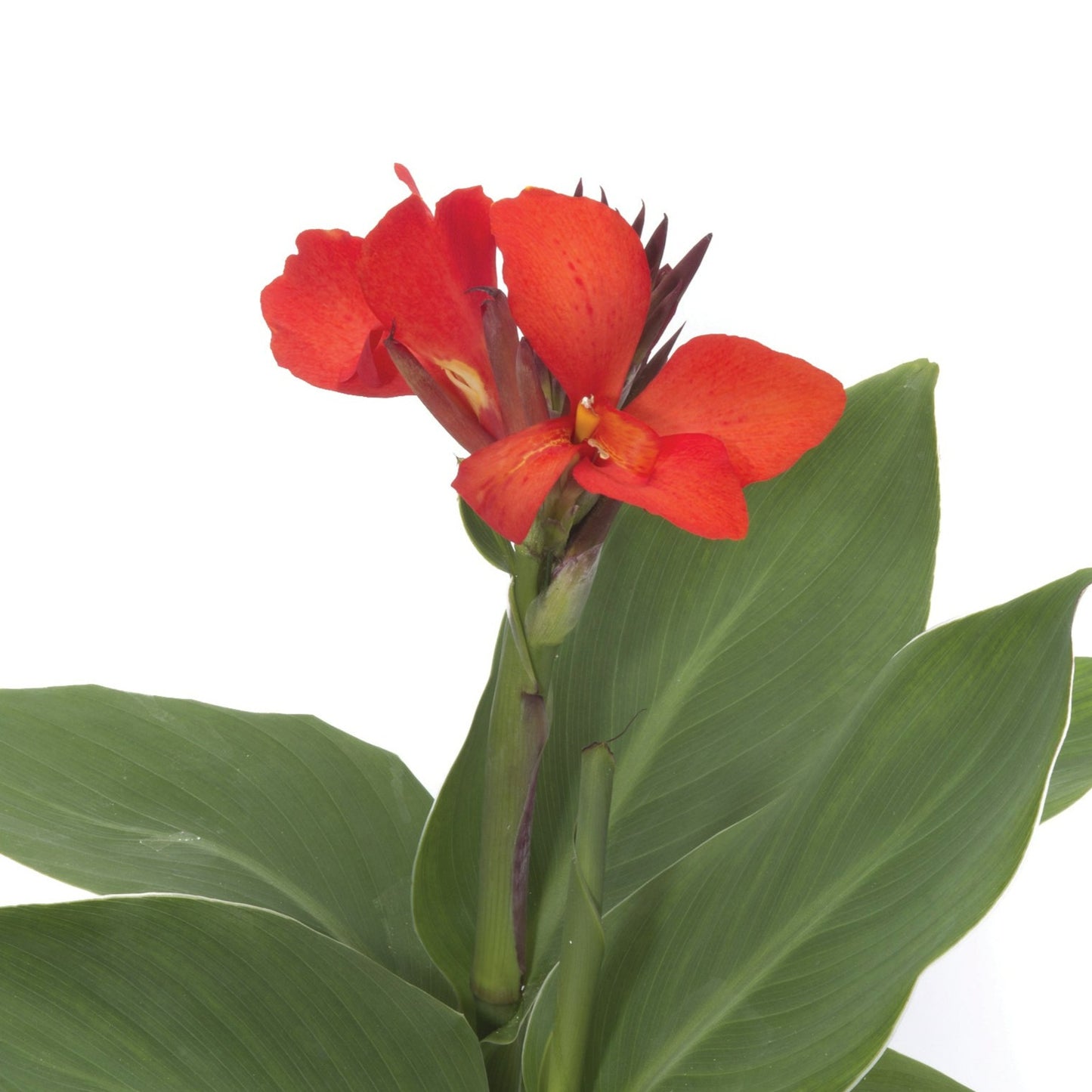 Canna Cannova Series