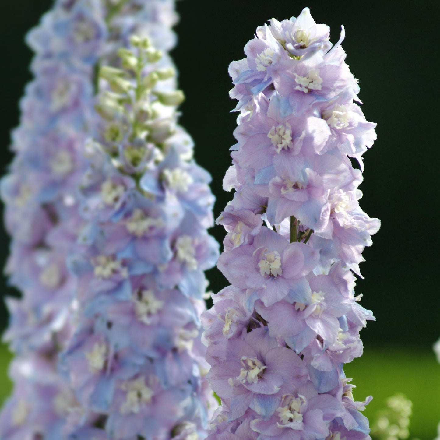 Delphinium Guardian Series