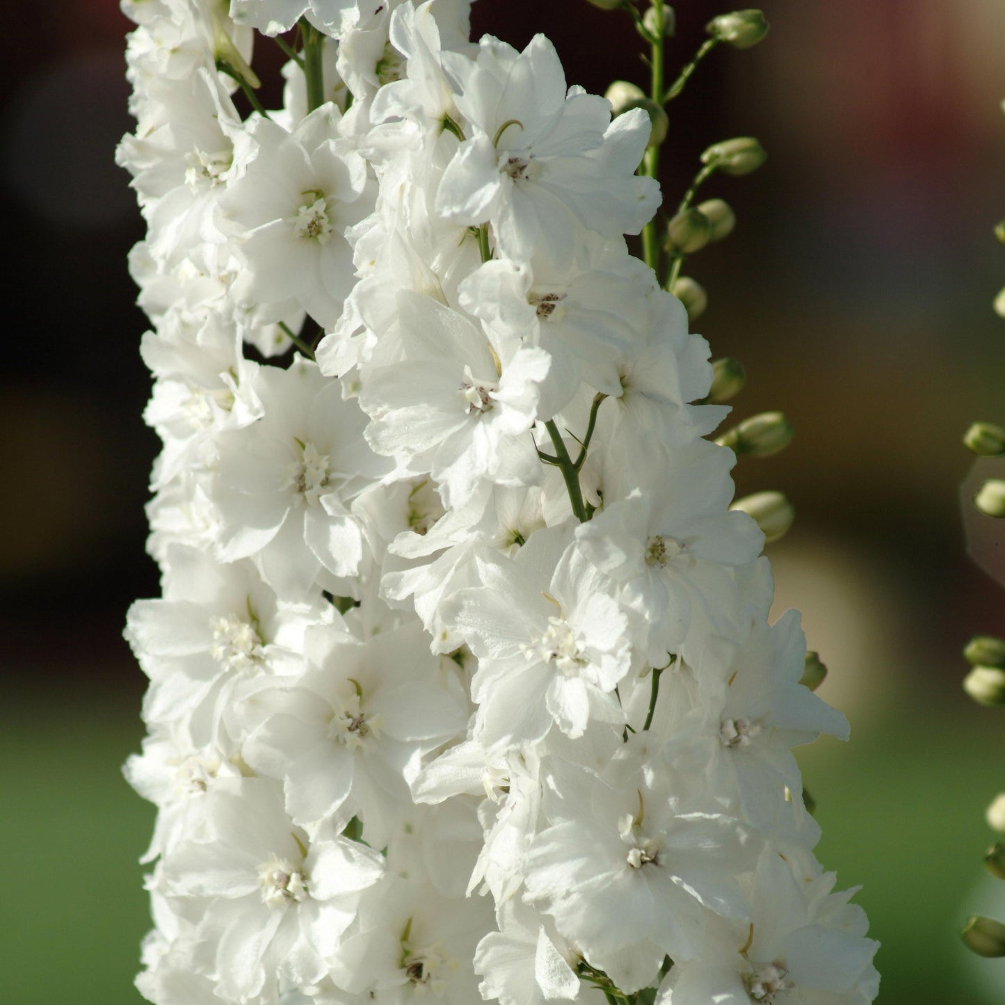 Delphinium Guardian Series