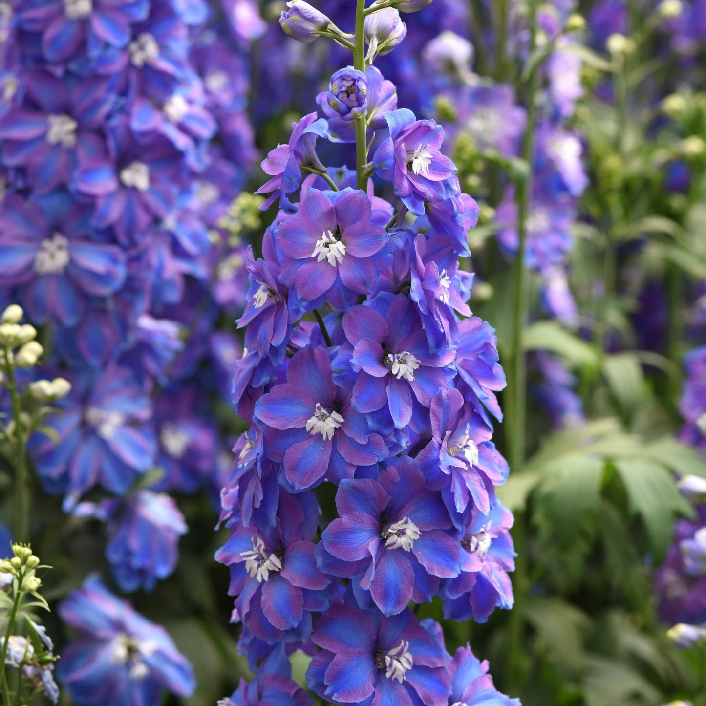 Delphinium Guardian Series