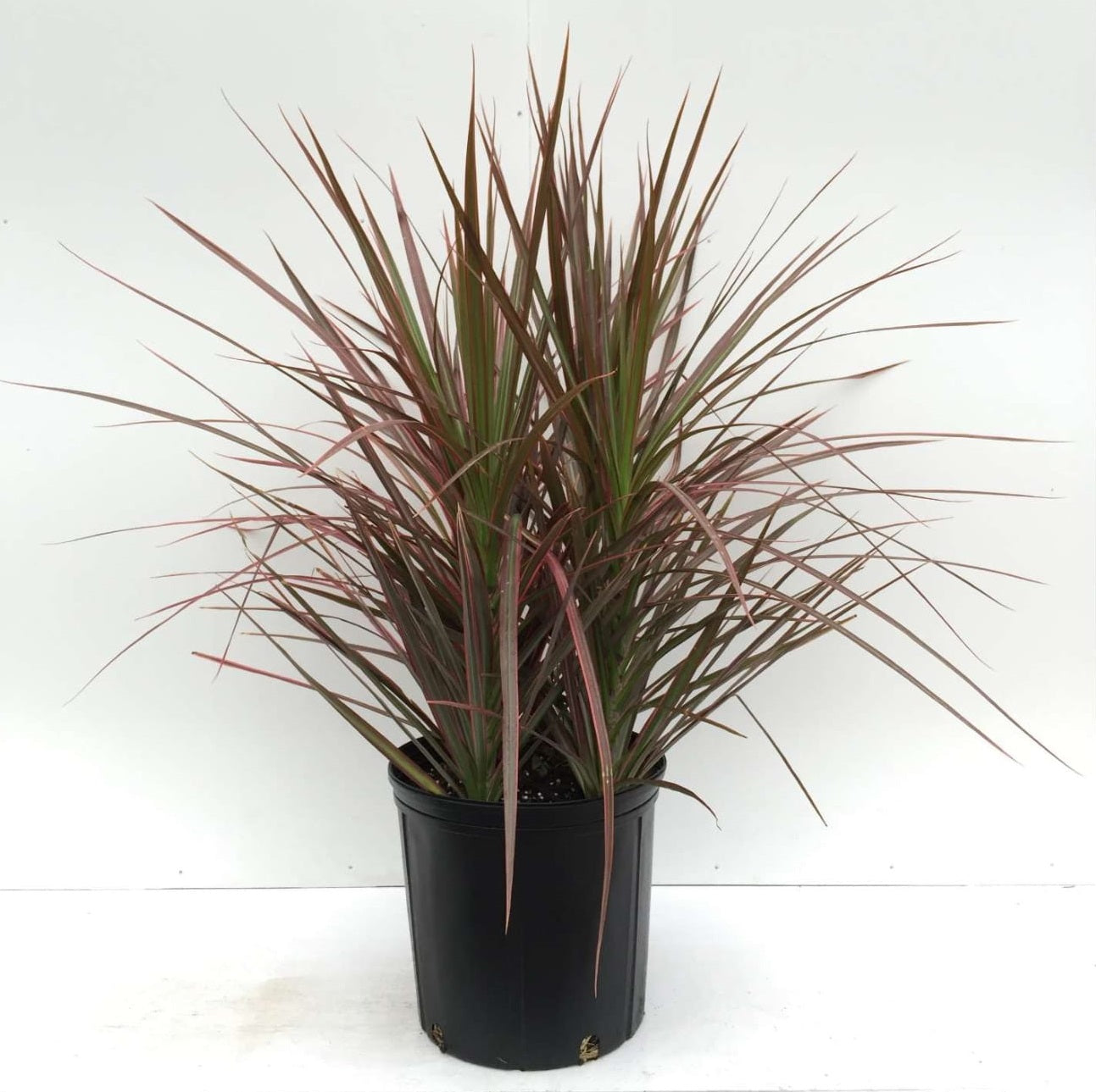Dracaena Spike