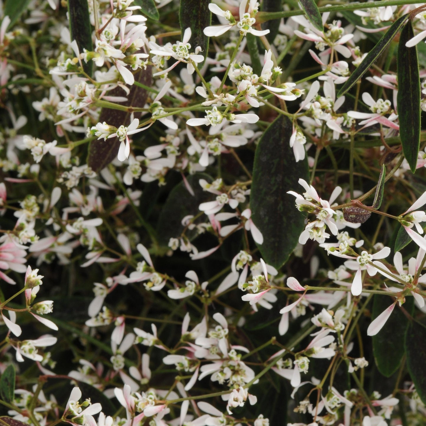 Euphorbia Breathless Series