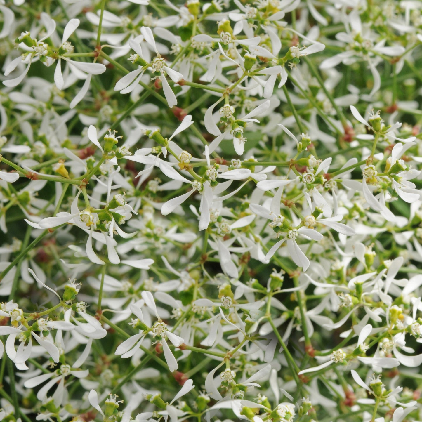 Euphorbia Breathless Series