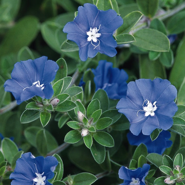 Evolvulus Blue Daze