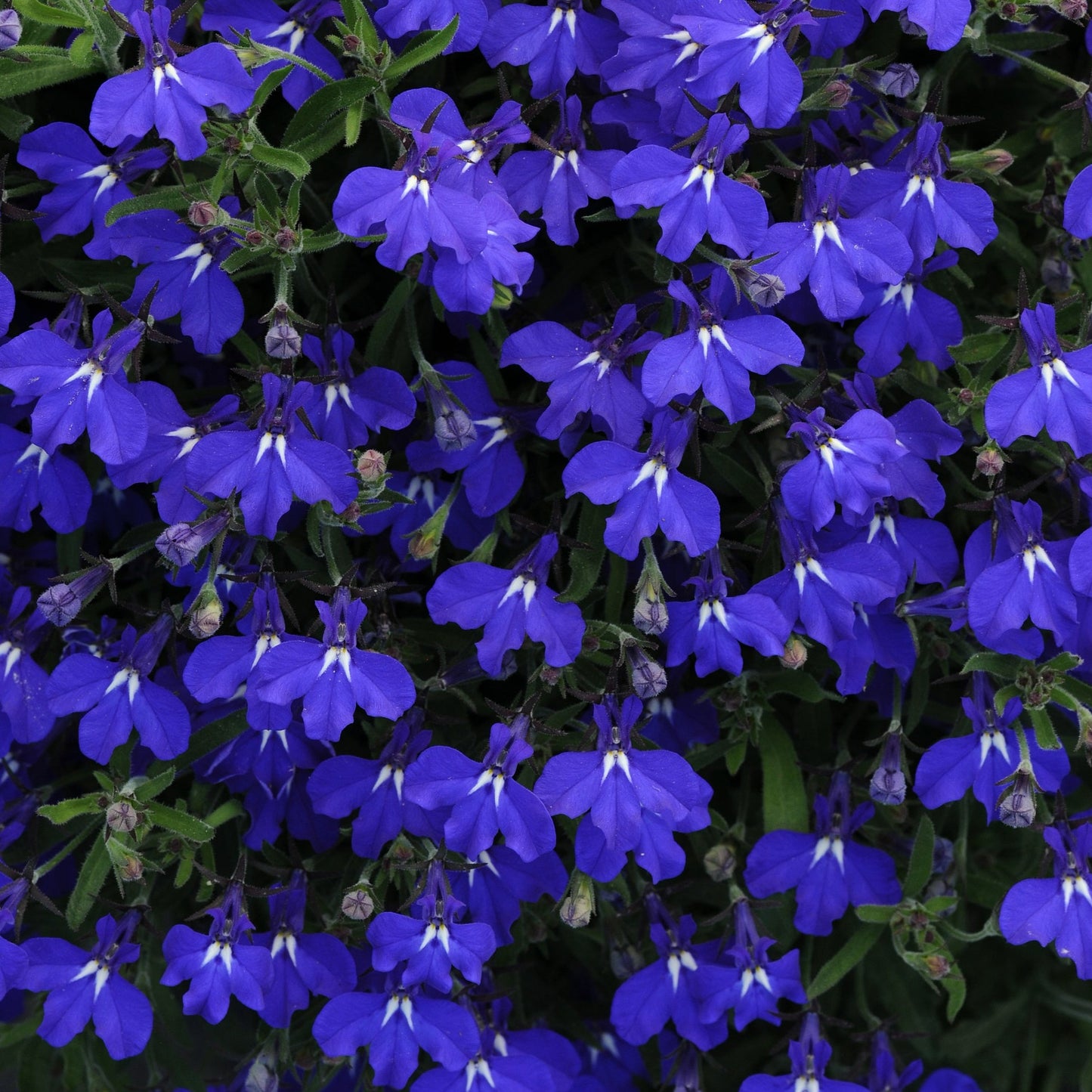 Lobelia Early Springs Series