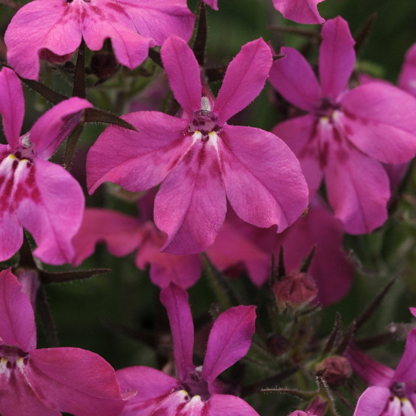 Lobelia Early Springs Series