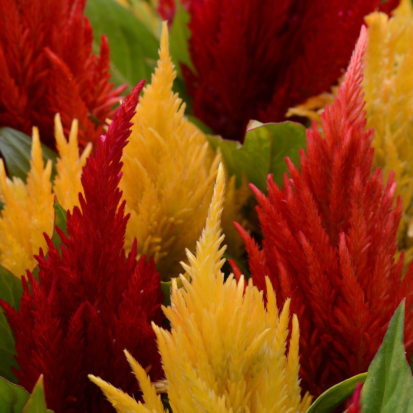 Celosia First Flame Series