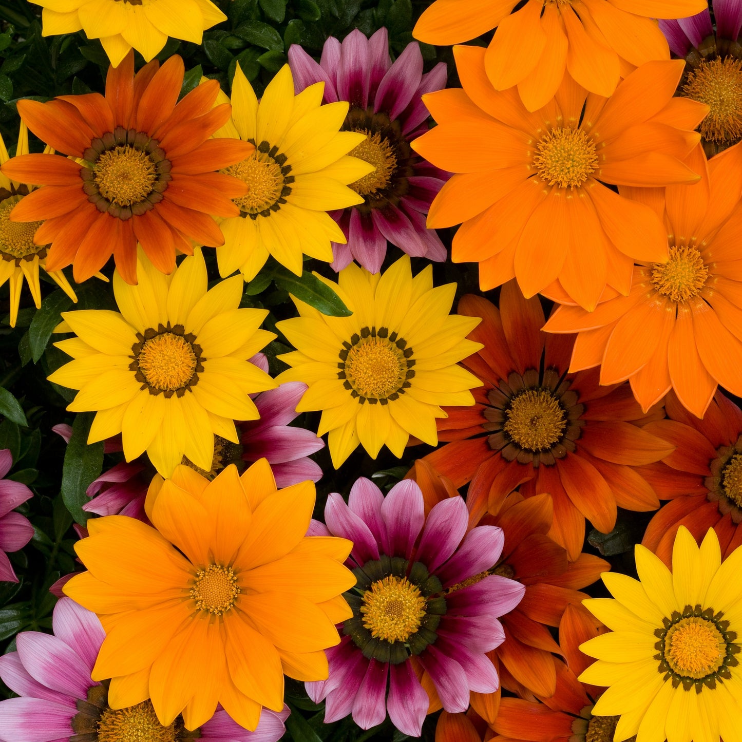 Gazania New Day Series