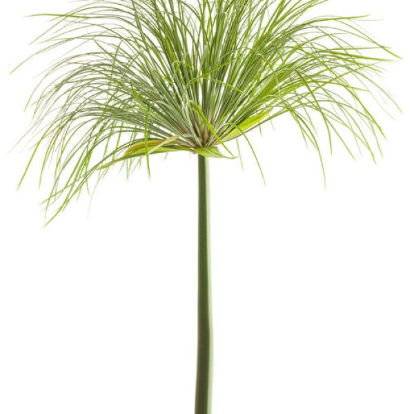 Pennisetum Grass