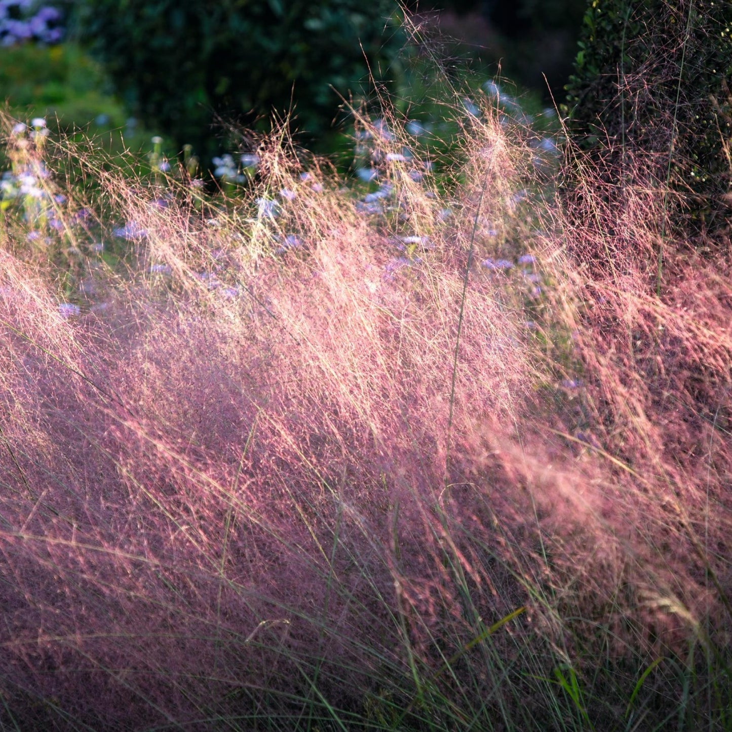 Muhlenburgia Grass