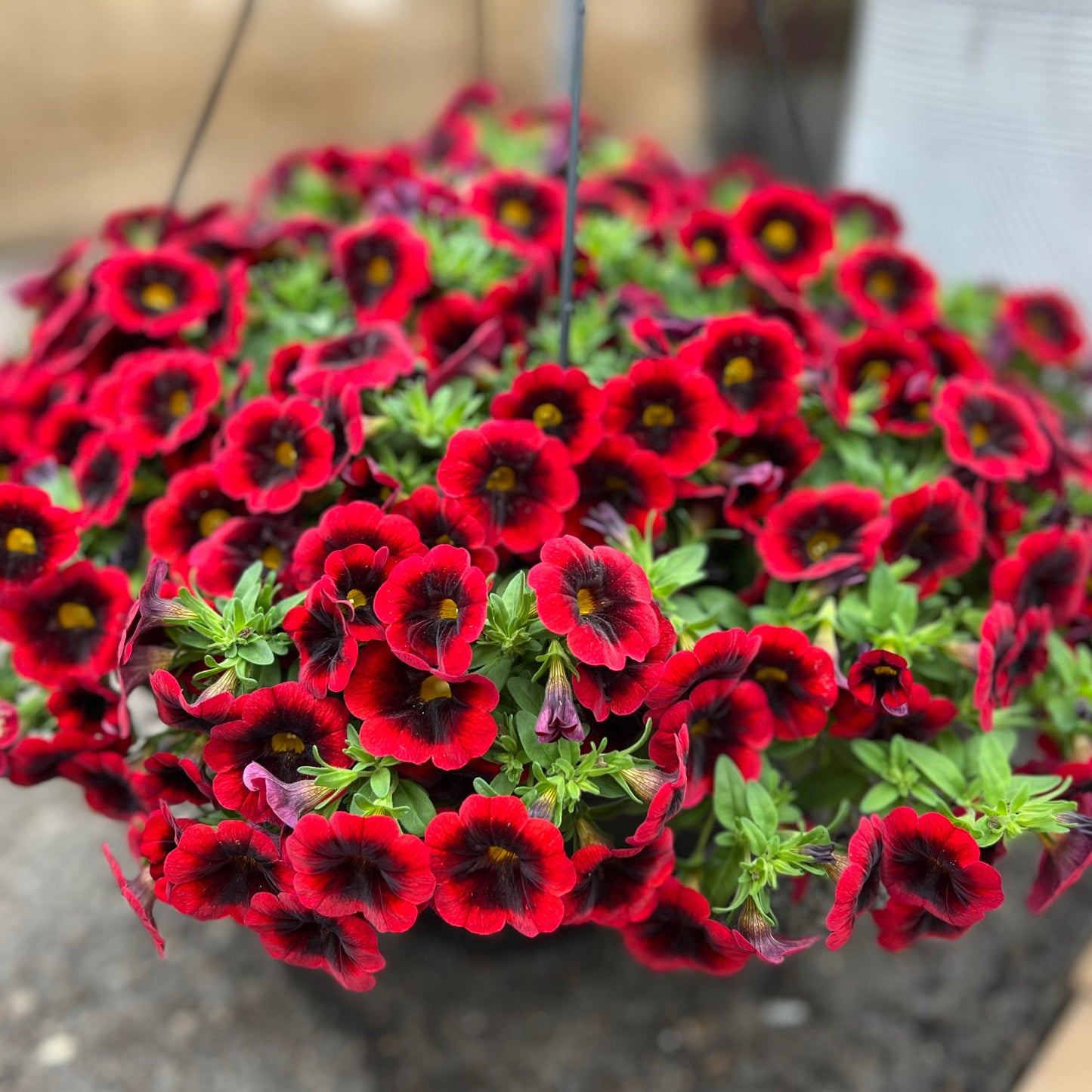 Red Kiss Hanging Basket