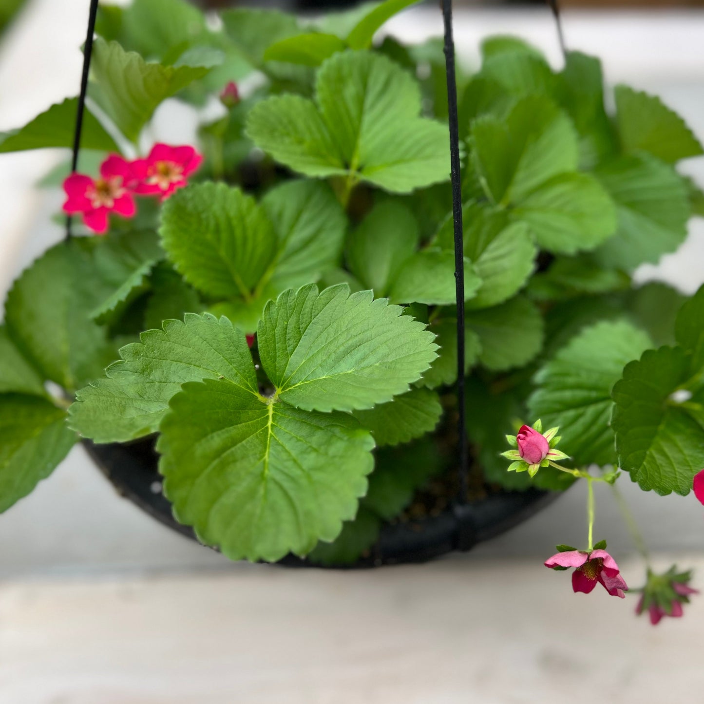 Strawberry Hanging Basket