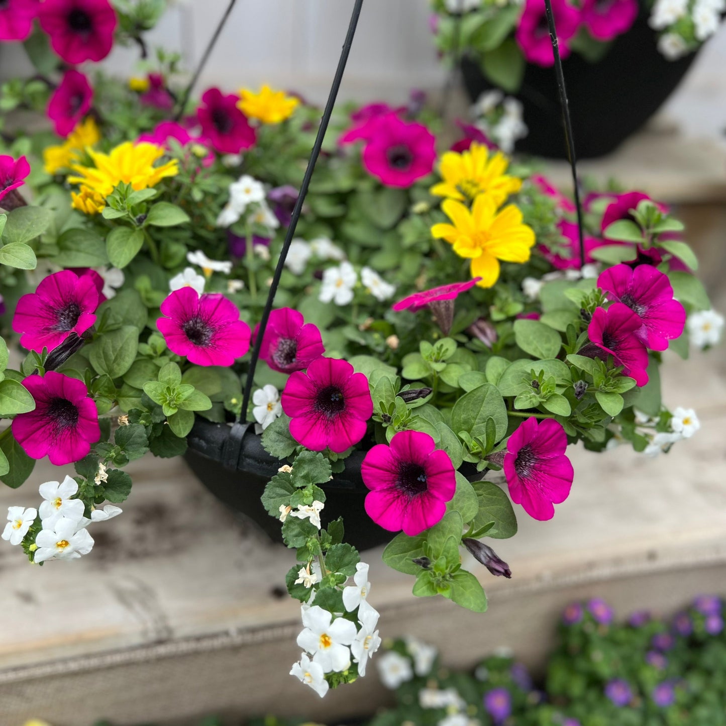 Pop of Sundrop Hanging Basket