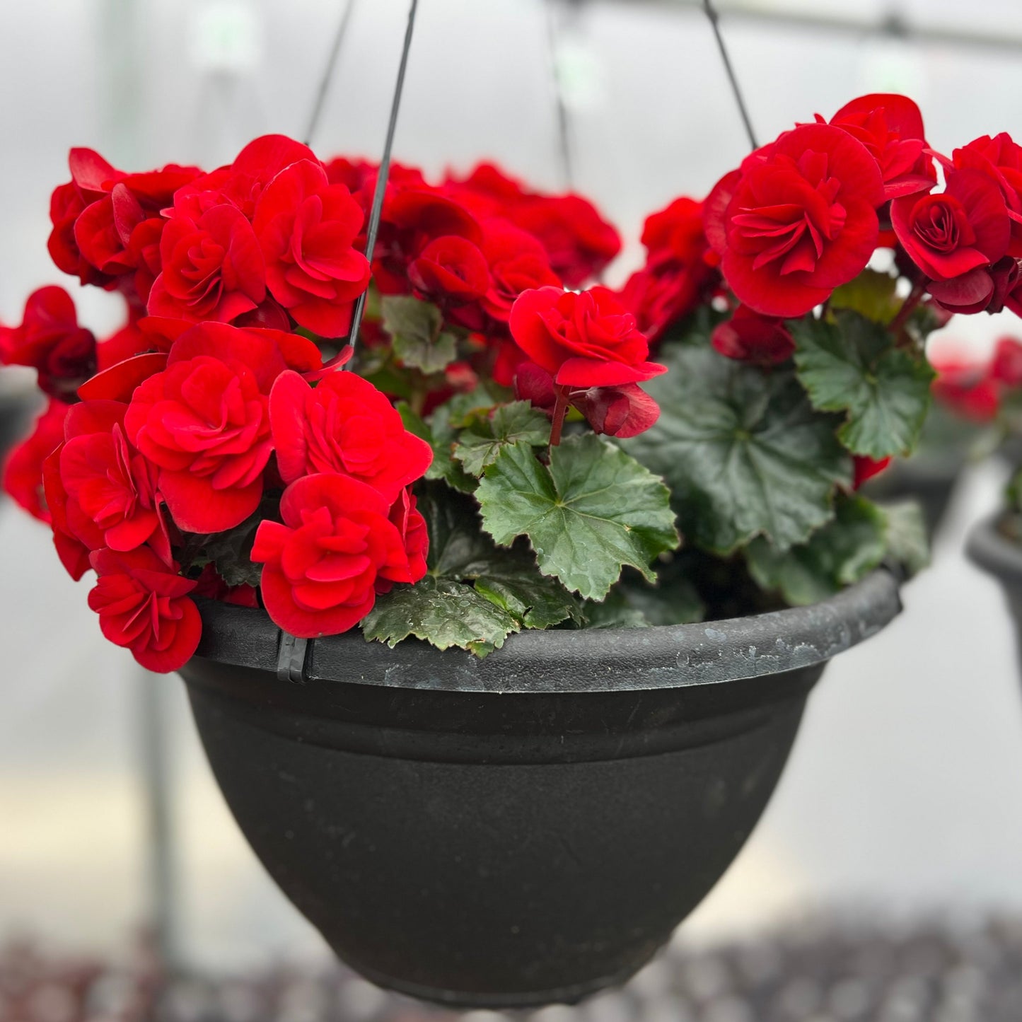 Begonia Red Velvet Hanging Basket