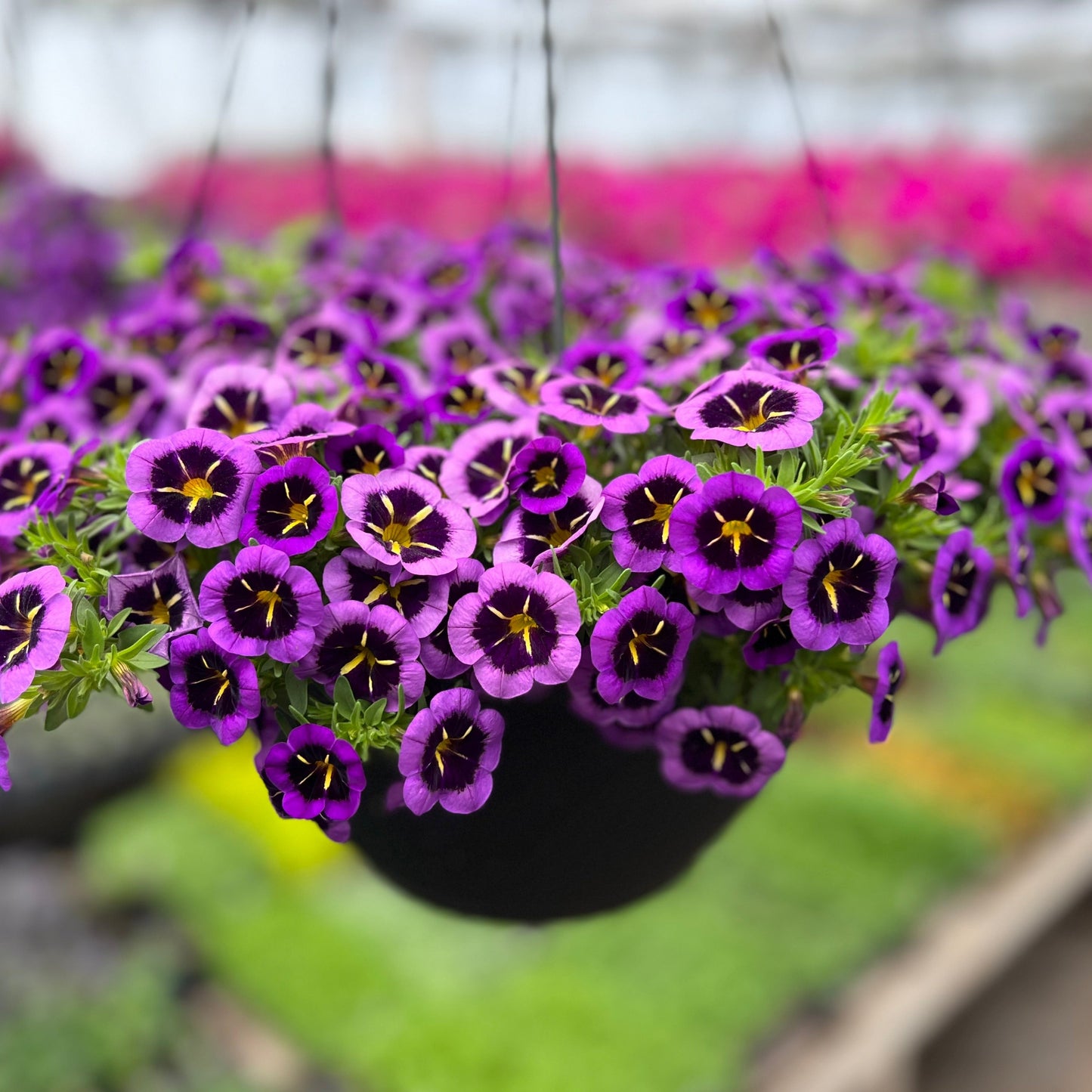 Midnight Kiss Hanging Basket