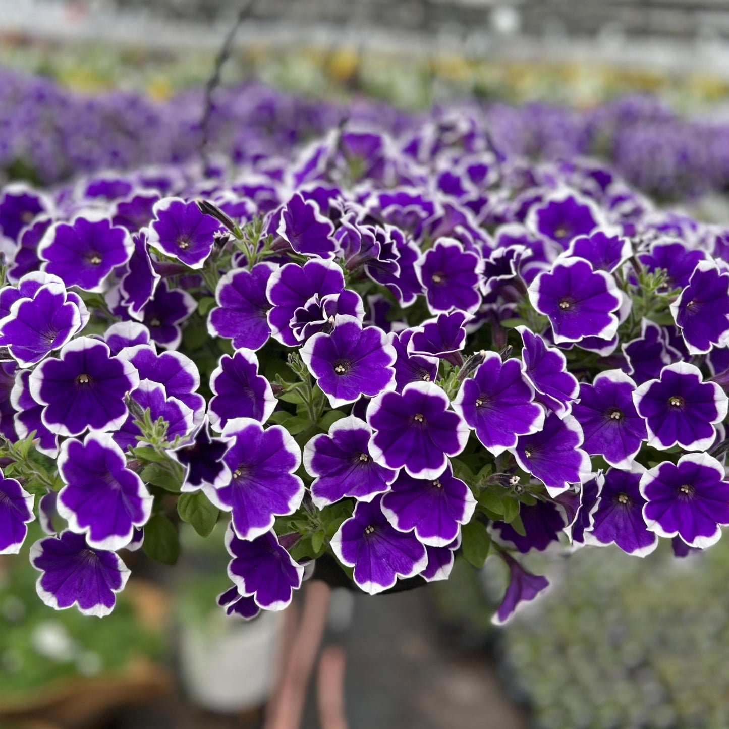 Rhythm and Blues Hanging Basket