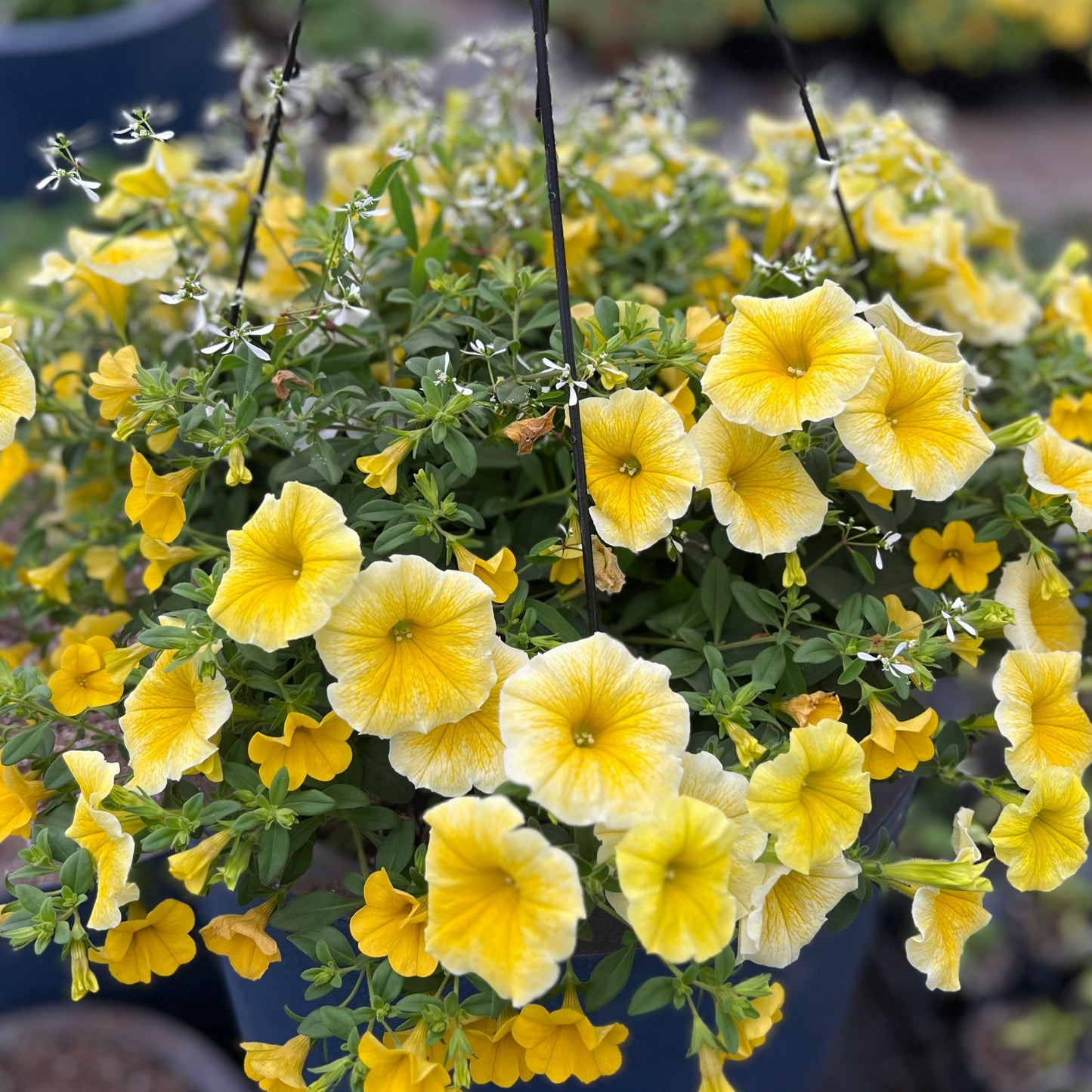 Sunshine Hanging Basket