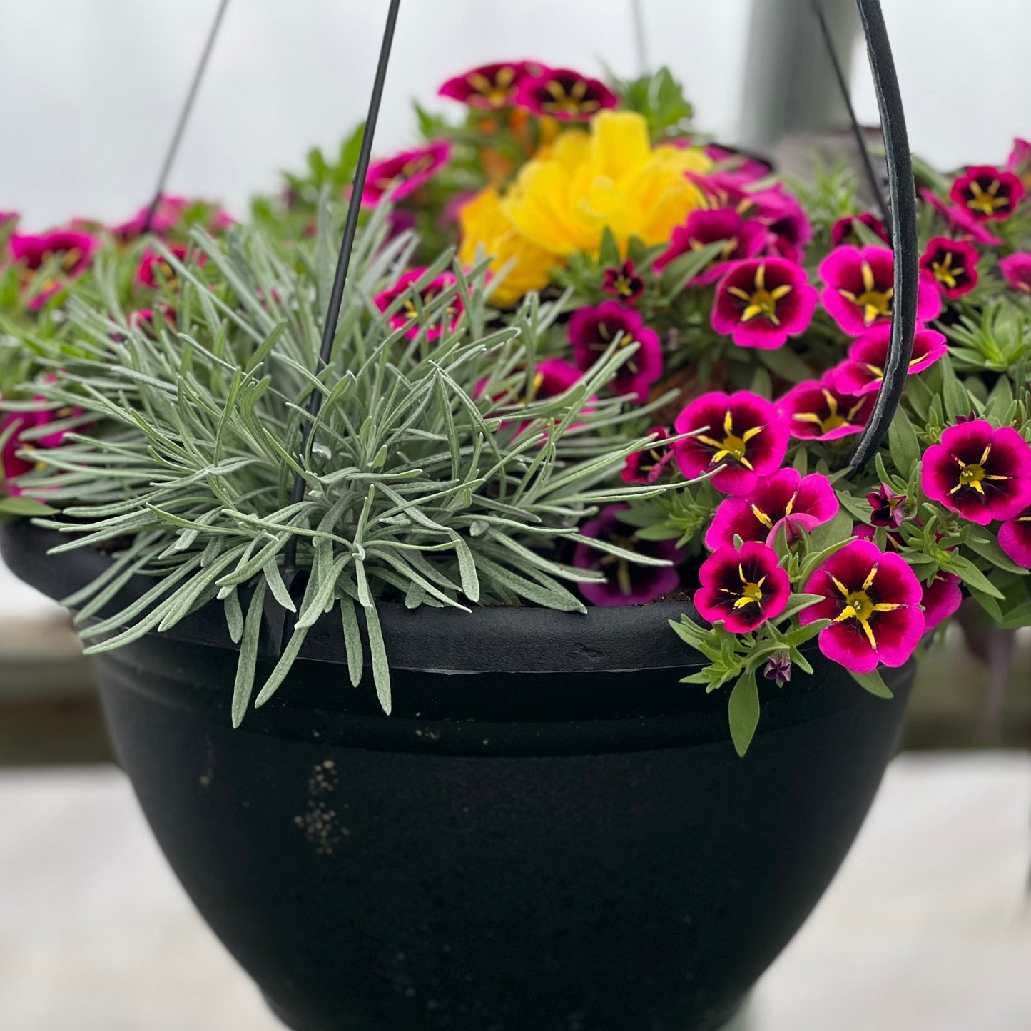 Mixed Hanging Basket