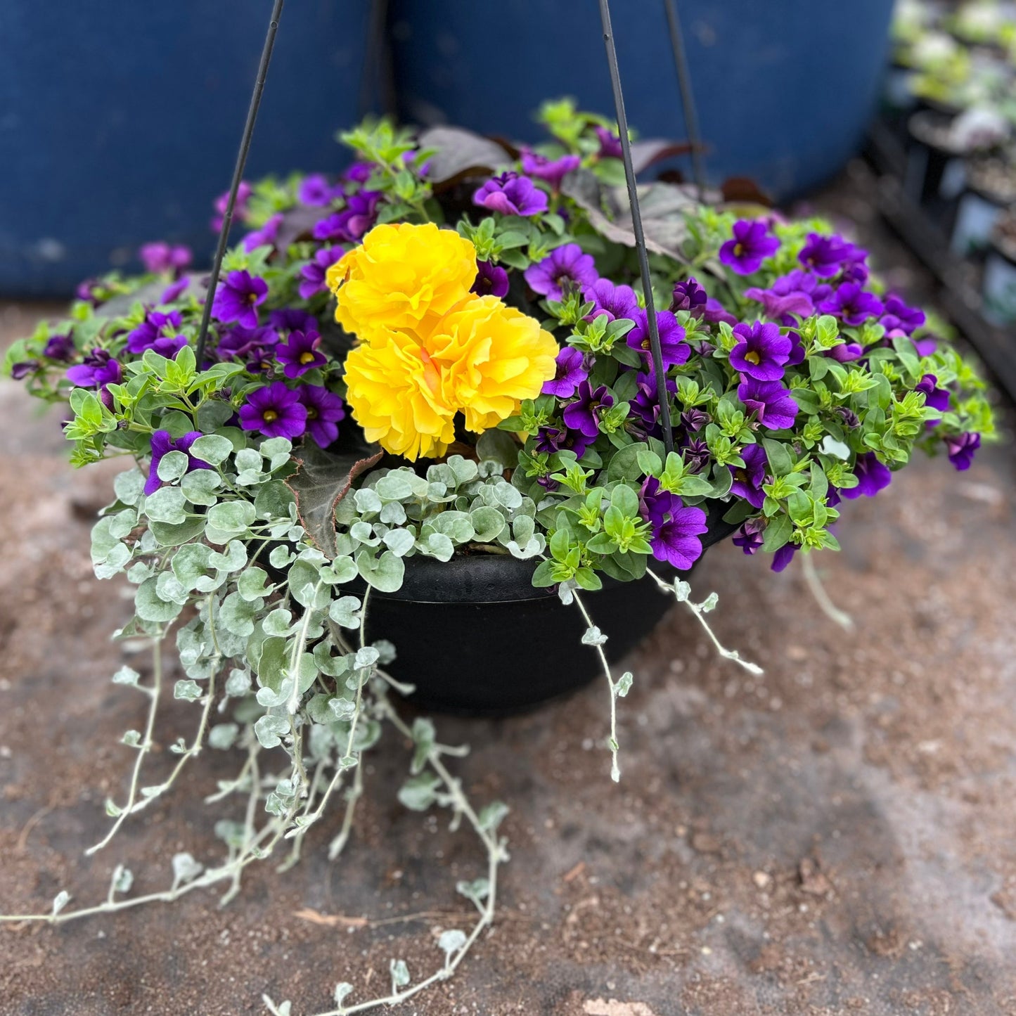 Falling for You Hanging Basket