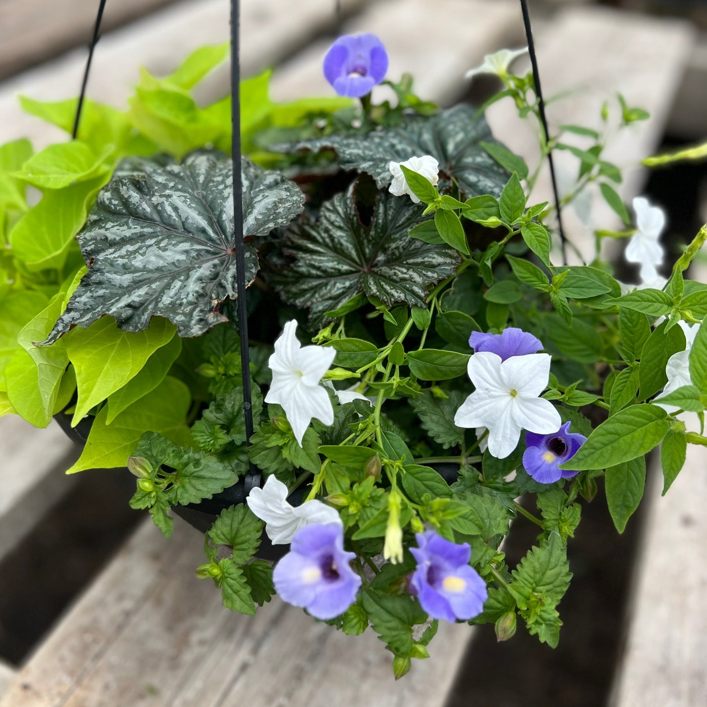 Browallia Beauty Hanging Basket