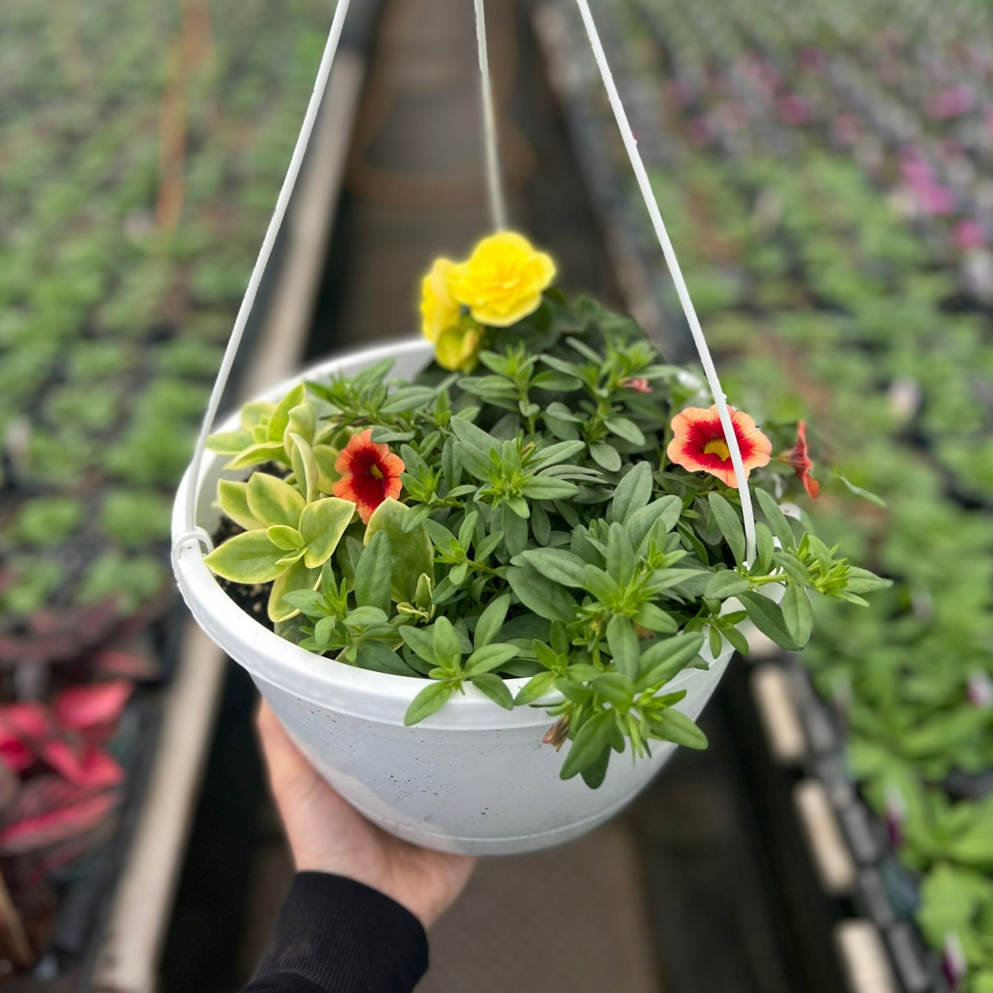 Mezoo Mix Hanging Basket