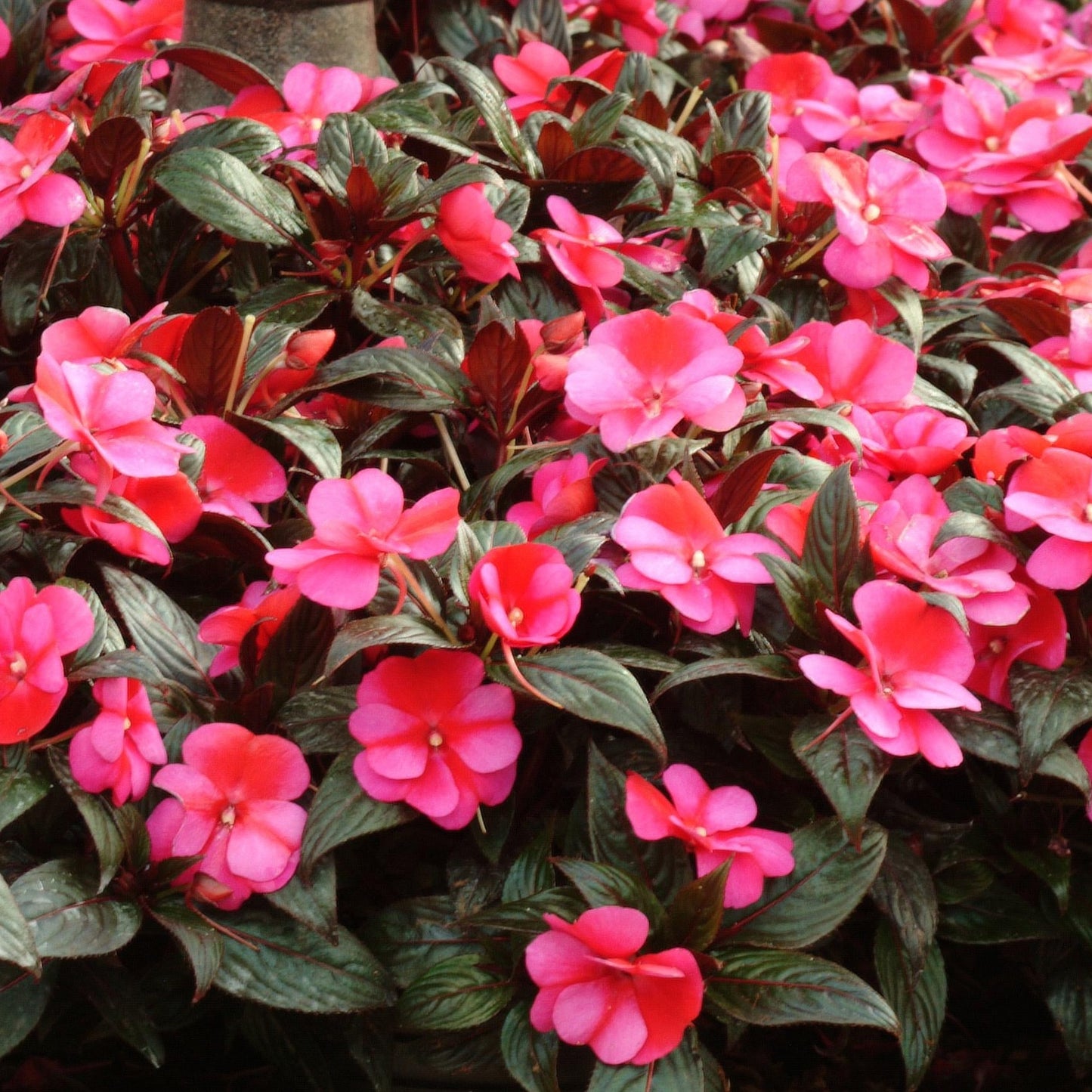 New Guinea Impatiens Celebration Series