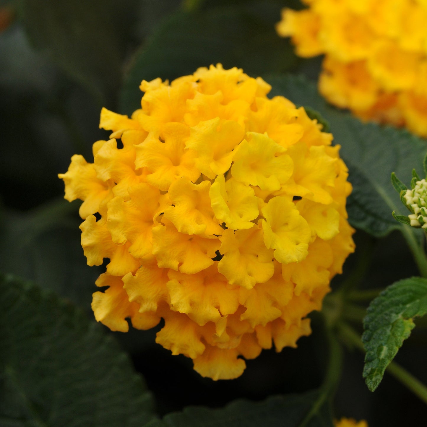 Lantana Landmark Series