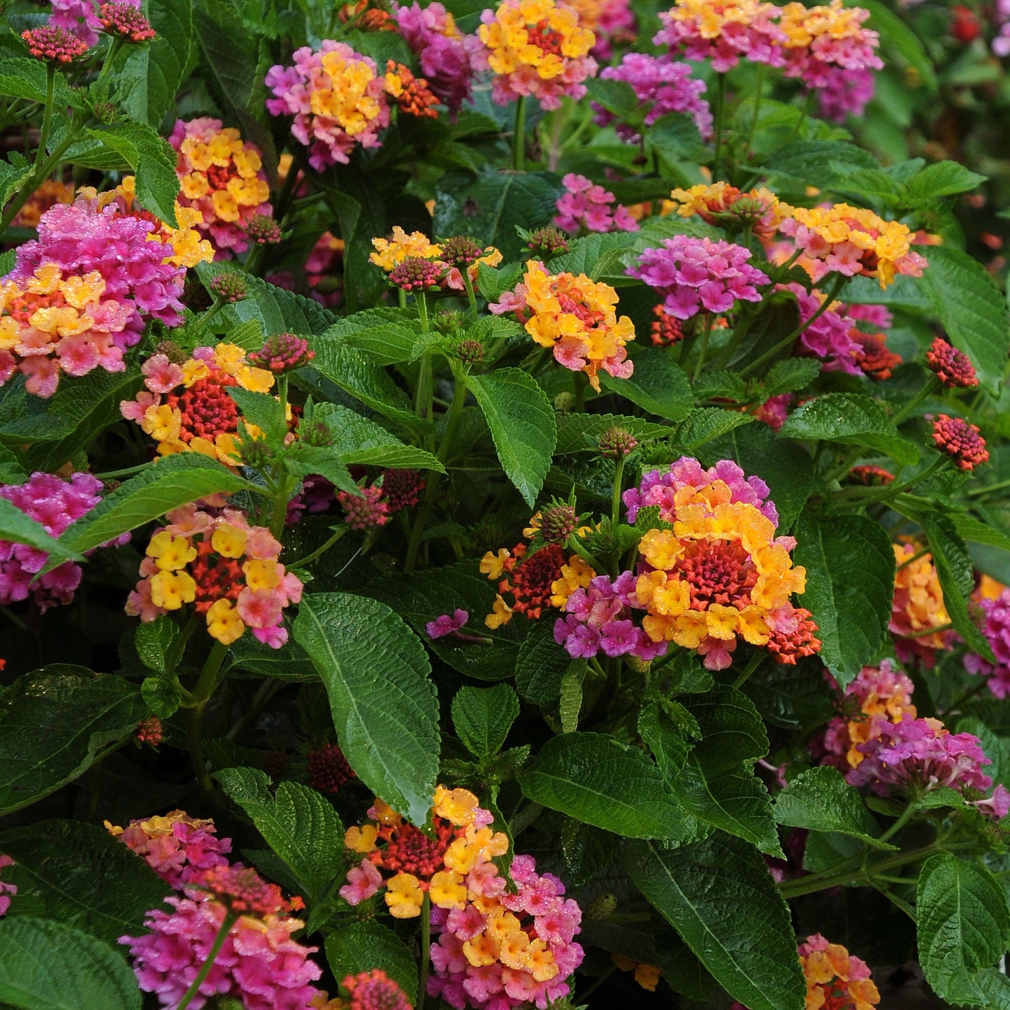 Lantana Landmark Series