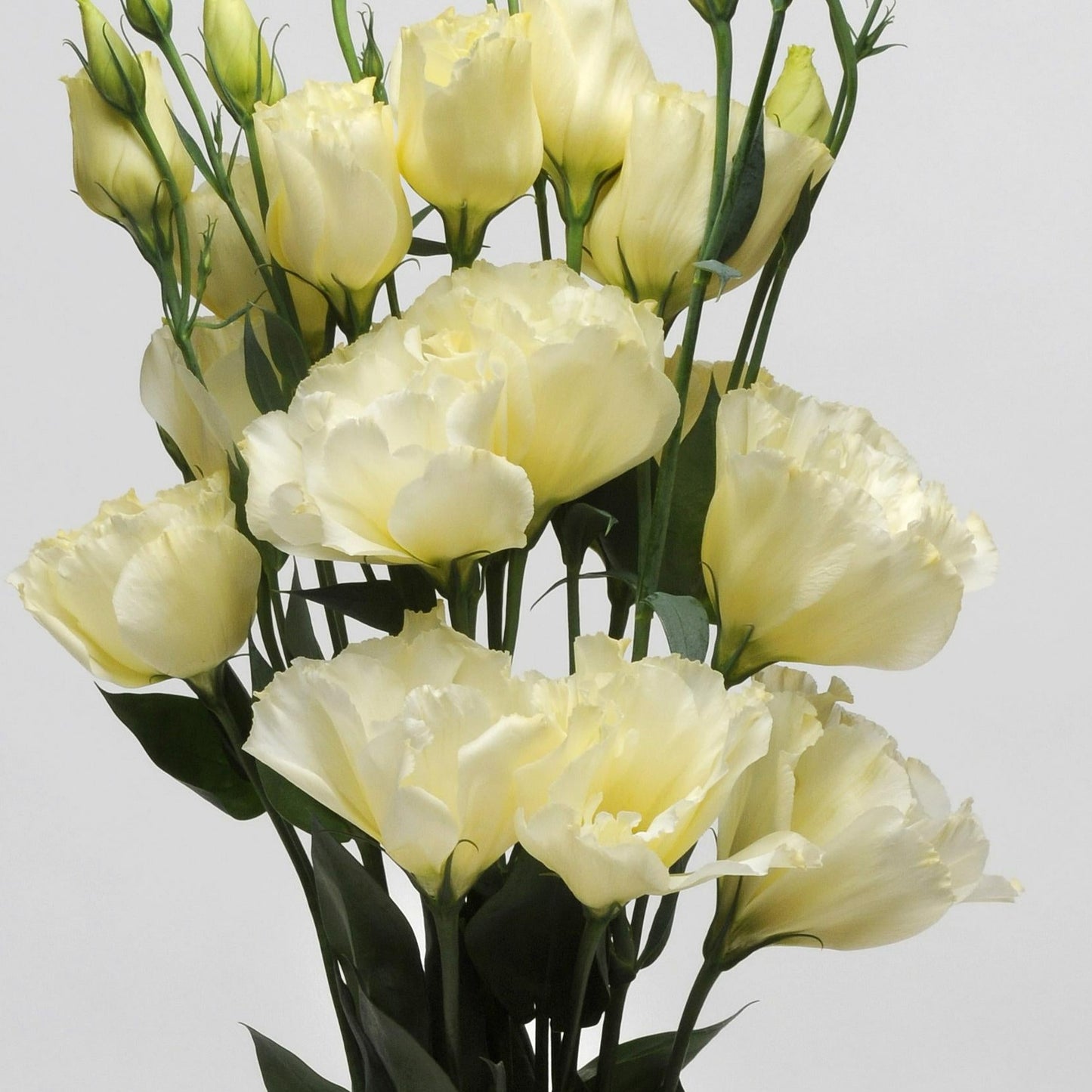 Lisianthus ABC Series