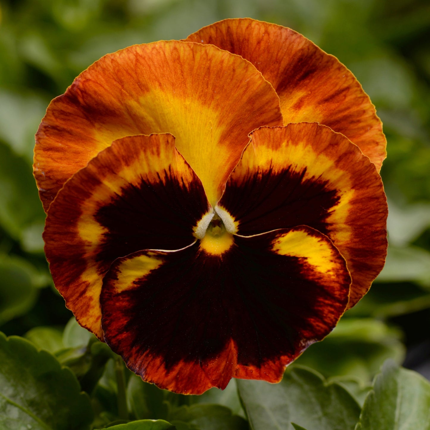 Pansy Matrix Series