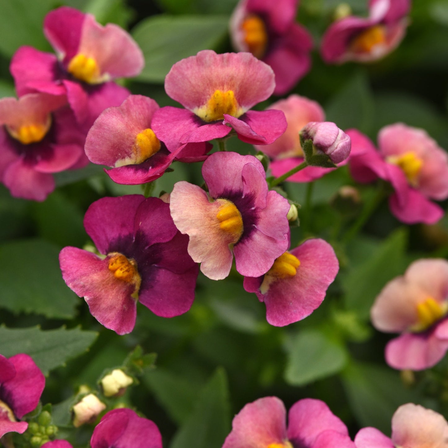Nemesia Whimsy Orange Sunset