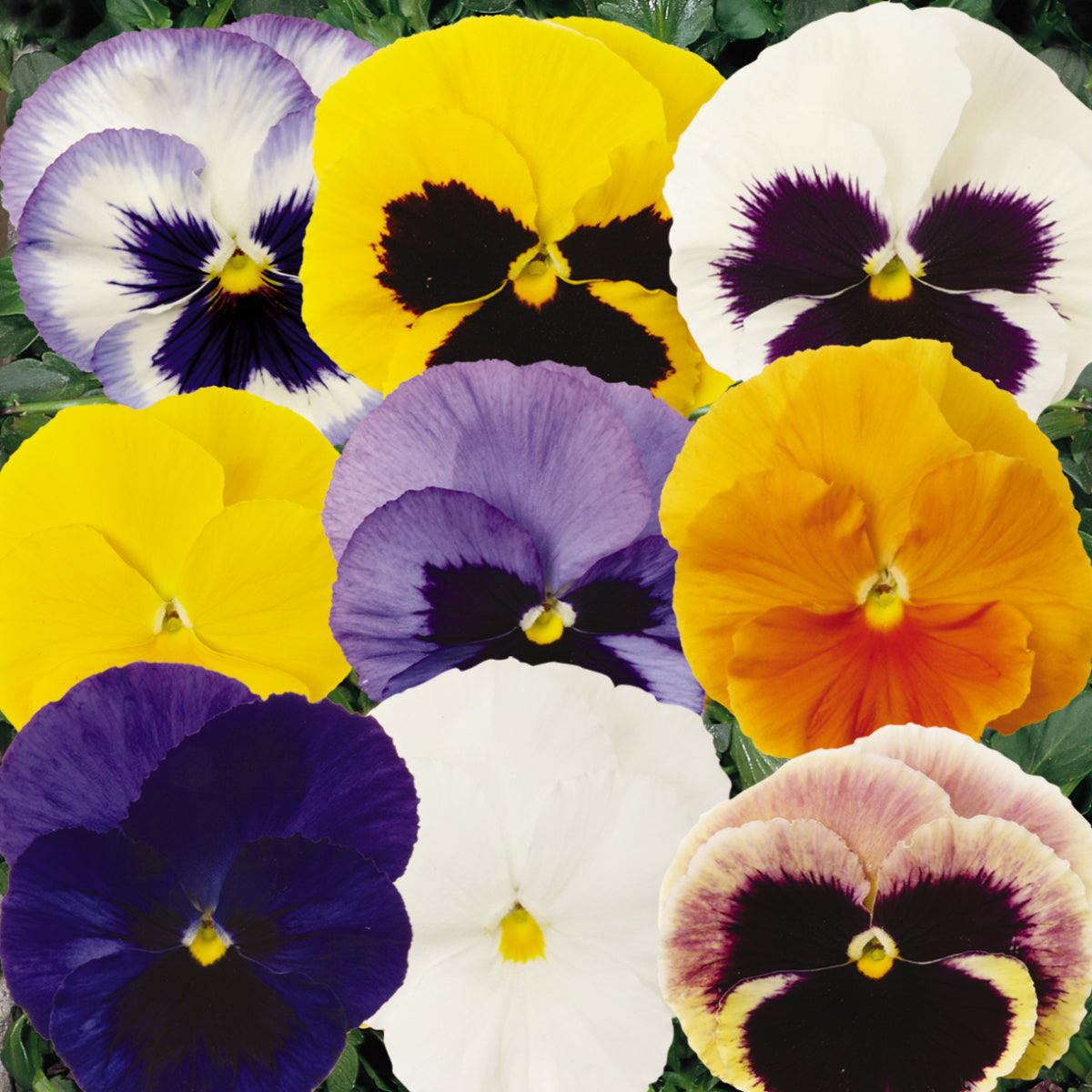 Pansy Matrix Series