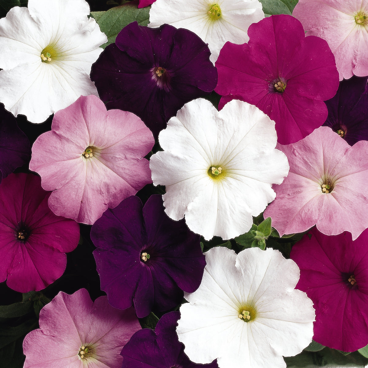 Petunia Madness Series