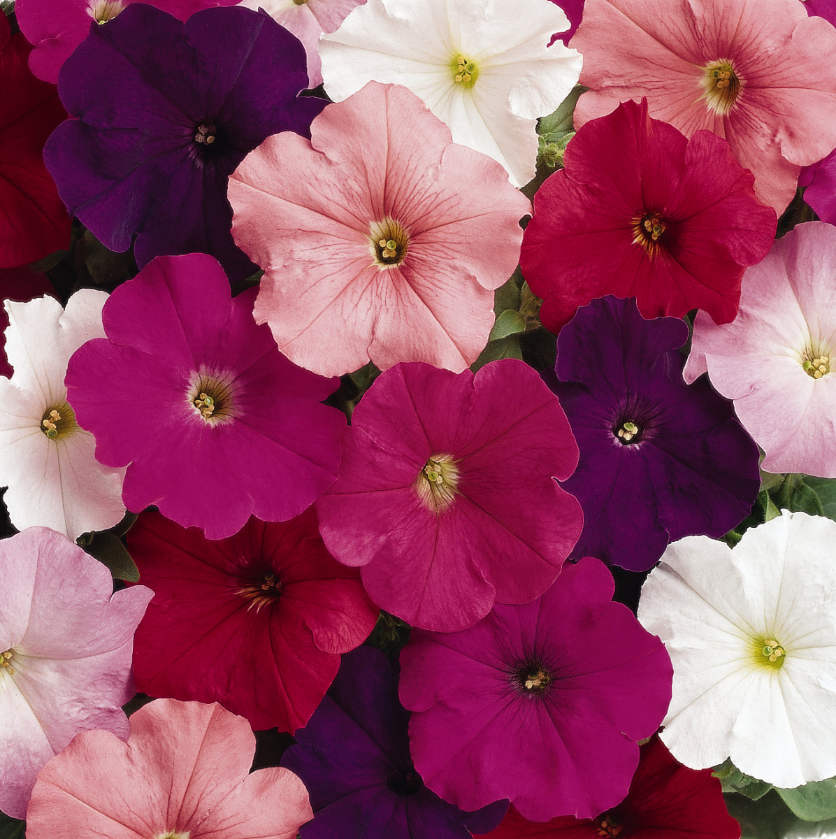 Petunia Madness Series