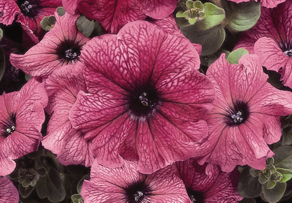 Petunia Madness Series