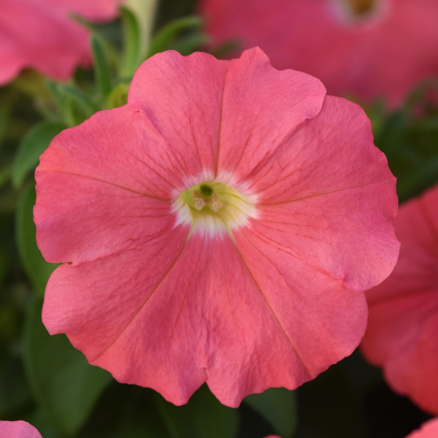 Petunia Madness Series