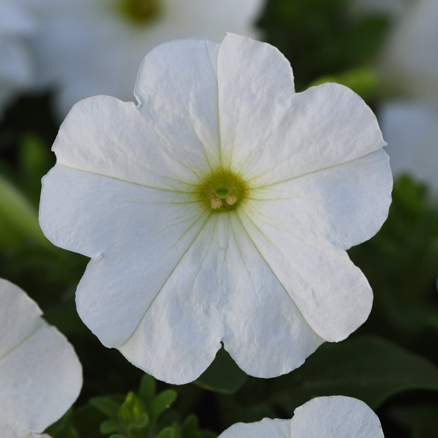 Petunia Madness Series