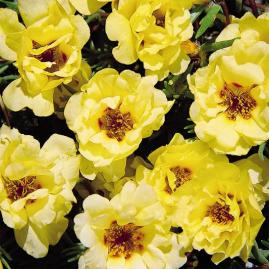 Portulaca Sundial Series