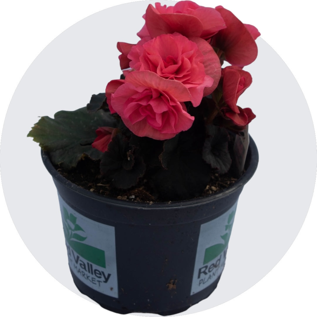 Begonia Solenia