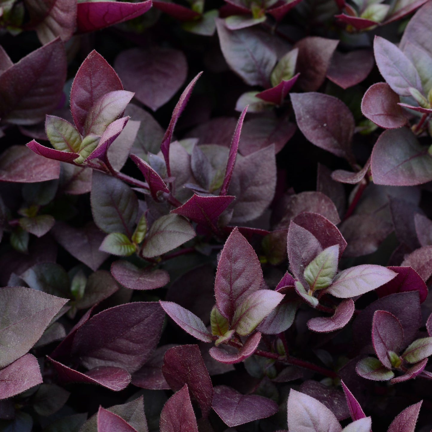 Alternanthera Purple Prince